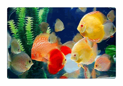 養殖魚加盟項目